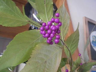 20161125-RIMG3590.jpg