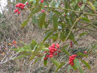20161204-IMG_0878.jpg
