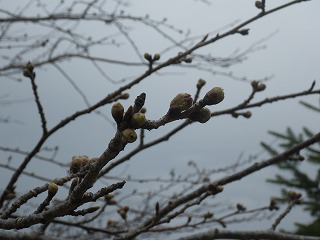 20170329-RIMG38591.jpg