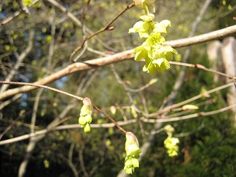 20170404-IMG_1282.jpg