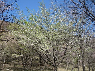 20170413-IMG_1299.jpg