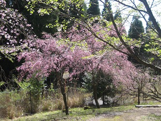 20170413-IMG_1302.jpg