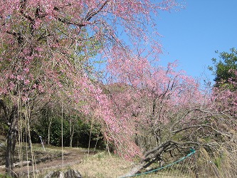 20170413-IMG_1304.jpg