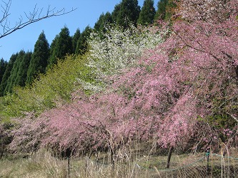 20170413-IMG_1305.jpg