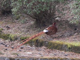 20170417-009.jpg
