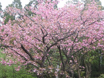 20170420-IMG_1366.jpg