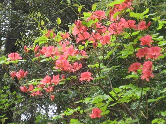 20170502-IMG_1438.jpg