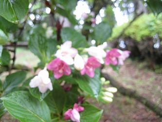 20170525-IMG_1490.jpg