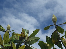 20170526-RIMG4163.jpg