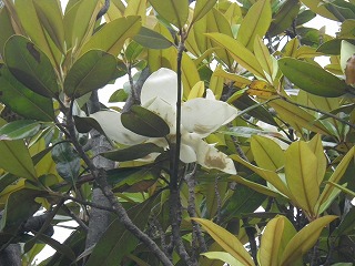 20170610-RIMG4251.jpg