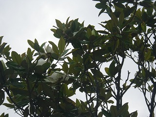 20170610-RIMG4254.jpg