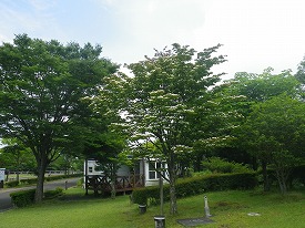 20170612-011.jpg