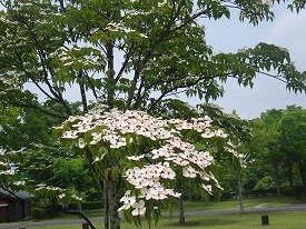 20170612-012.jpg
